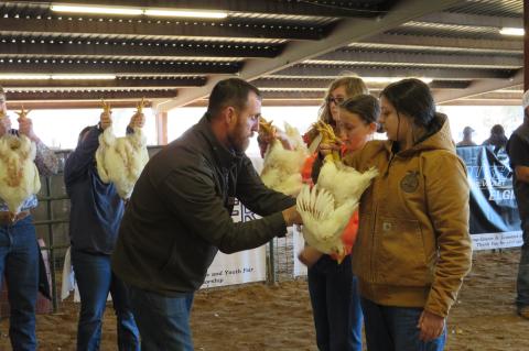 Scott Willie (left) judges chickens during the Bastrop County Junior Livestock Show and Youth Fair Jan. 14 in Elgin. Photo by Fernando Castro