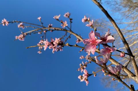 Fruit trees like this peach tree provide year-round interest to your yard adding flower, shade and fruit. March is the ideal time for planting fruit trees in central Texas. Courtesy photo