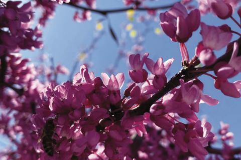 Redbuds bloom across the county