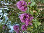 Crape myrtles add beauty, color and interest year round in central Texas. Courtesy photo